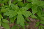 Wild geranium